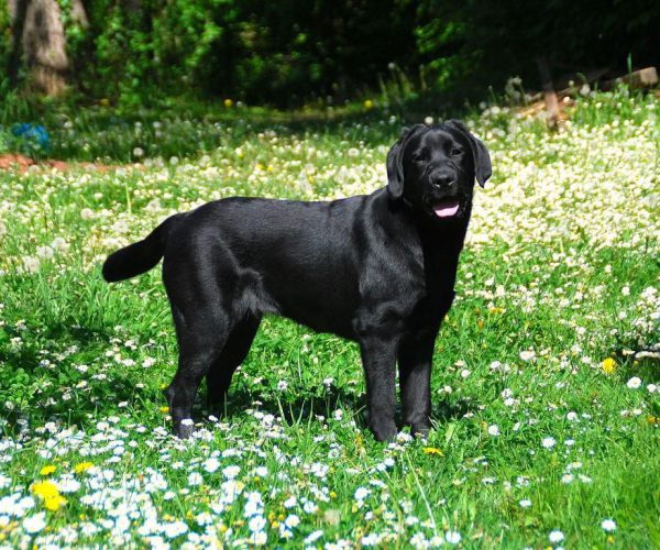 PEPPER (1)