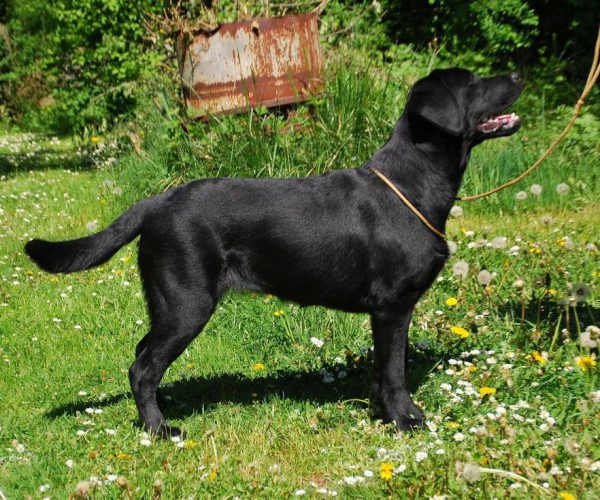 PEPPER (2)