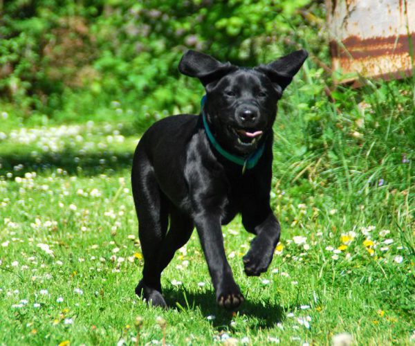 PEPPER (3)