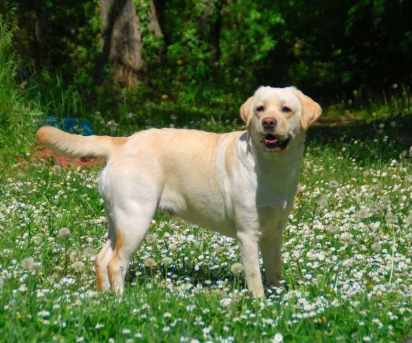 WILMA